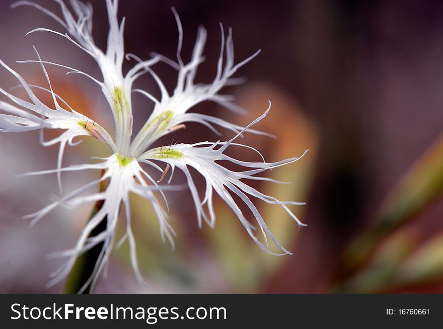 Dianthus superbus flower isolated on black background