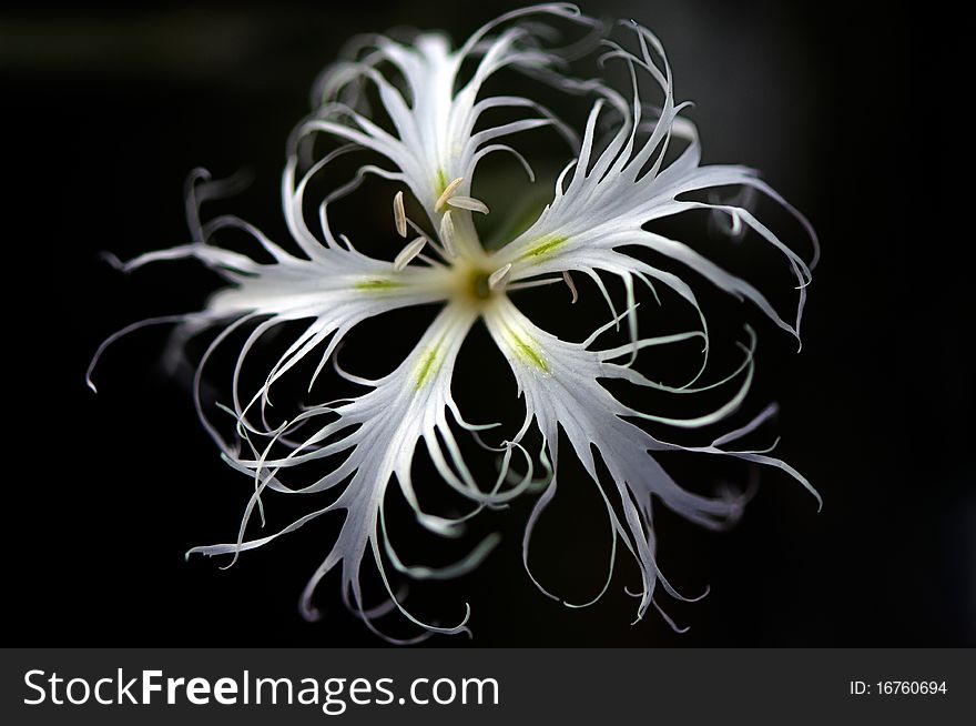 Dianthus superbus flower isolated on black background