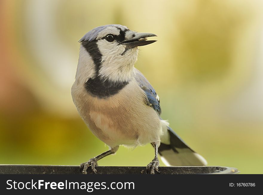 Bluejay Sitting On Edge of Feeder.