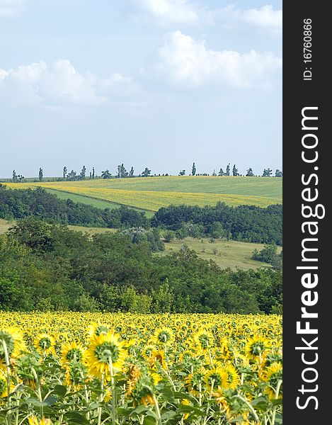 View of blossoming sunflower field