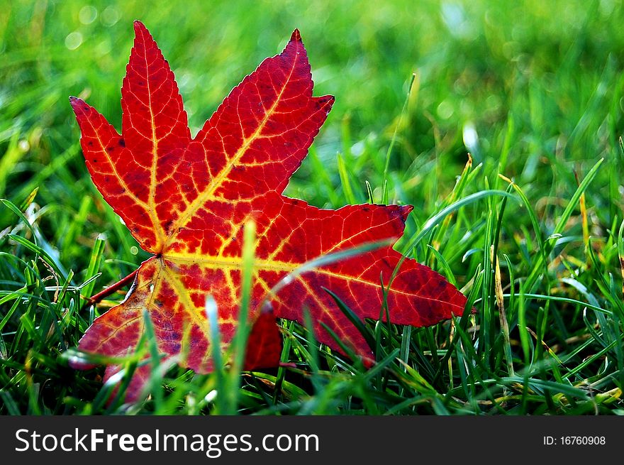 Beautiful contrast of a red maple leaf on a green carpet of grass. Beautiful contrast of a red maple leaf on a green carpet of grass...