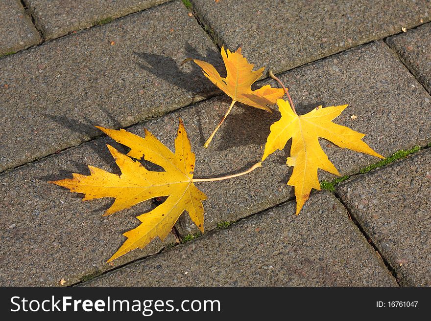 Autumn Leaves On Pavement