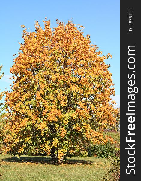 Autumn maple tree in city park. Autumn maple tree in city park