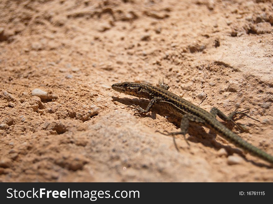 Detail of a common lizard (Podarcis hispanicus) sunbathing