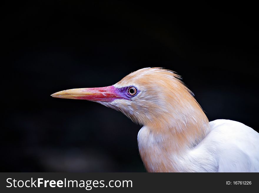 A bird with colorful beak is found in KL Bird Park, Malaysia