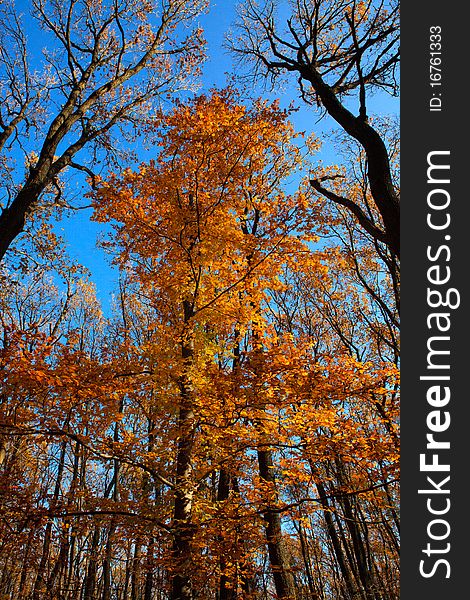 Tree with golden leafs in the autumn. Tree with golden leafs in the autumn