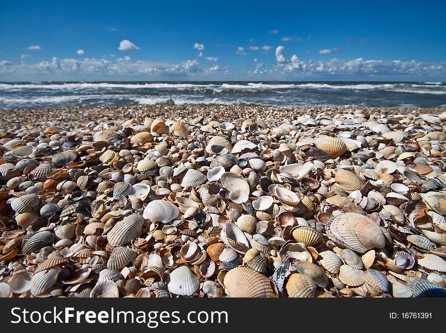 Pretty seashells on beach with clouds in distance. Pretty seashells on beach with clouds in distance