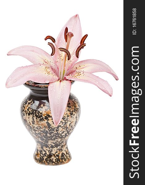 Lily in a ceramic vase