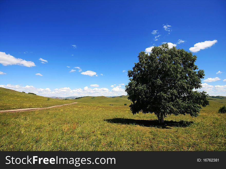 A lonely tree on the meadow