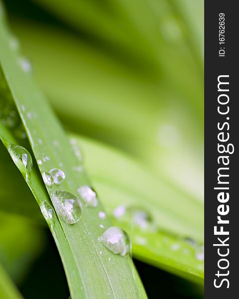 Shallow focus of water droplets on green leaves