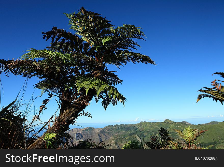 Endemic Tree Fern, Dicksonia Arborescens, growing on Dianas Peak National Park, the highest point on the Island of St Helena. The deep blue South Atlantic Ocean in the background. Endemic Tree Fern, Dicksonia Arborescens, growing on Dianas Peak National Park, the highest point on the Island of St Helena. The deep blue South Atlantic Ocean in the background.