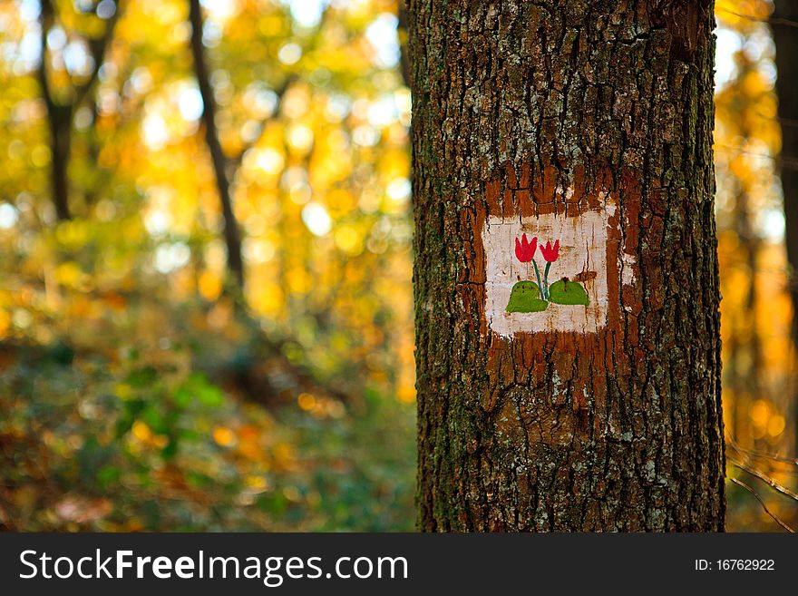 Tourist sign on the oak tree in the autumn forest