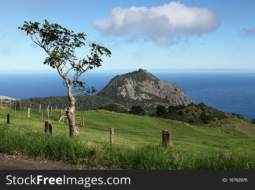 Lush countryside scenery showing High Hill in the distance and a young thorn tree in foreground on St Helena Island. Focus point is distant High Hill. Lush countryside scenery showing High Hill in the distance and a young thorn tree in foreground on St Helena Island. Focus point is distant High Hill