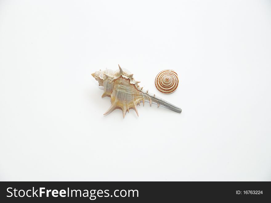 Two beautiful seashells on a white background. Two beautiful seashells on a white background