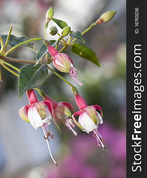 Pink And White Flowers