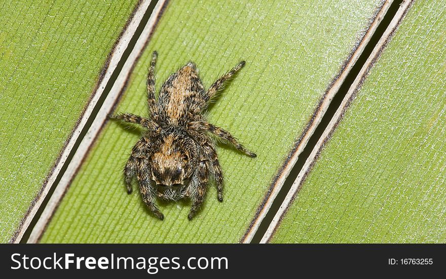 Close up of a hairy jumping spider on a green banana leaf. Close up of a hairy jumping spider on a green banana leaf