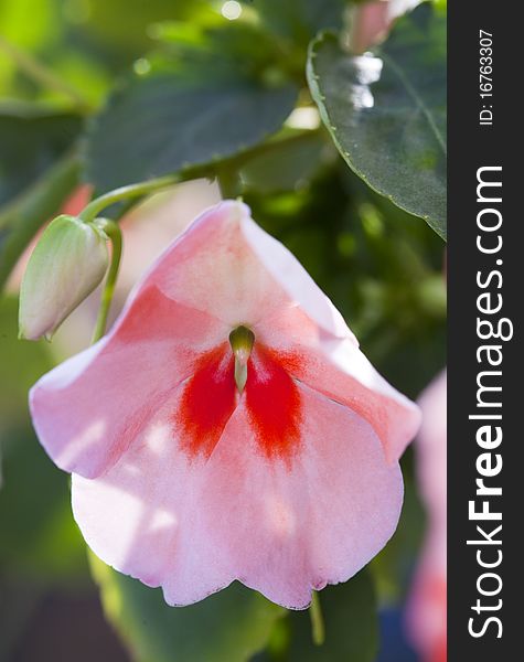 Close-up of a single pink flower