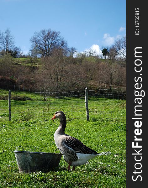 Goose in a small family organic farm in the Cantabrian mountains in Northern Spain. Goose in a small family organic farm in the Cantabrian mountains in Northern Spain