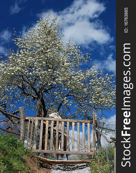 Sheep and flowering apple tree in a small family organic farm in the Cantabrian mountains in Northern Spain. Sheep and flowering apple tree in a small family organic farm in the Cantabrian mountains in Northern Spain