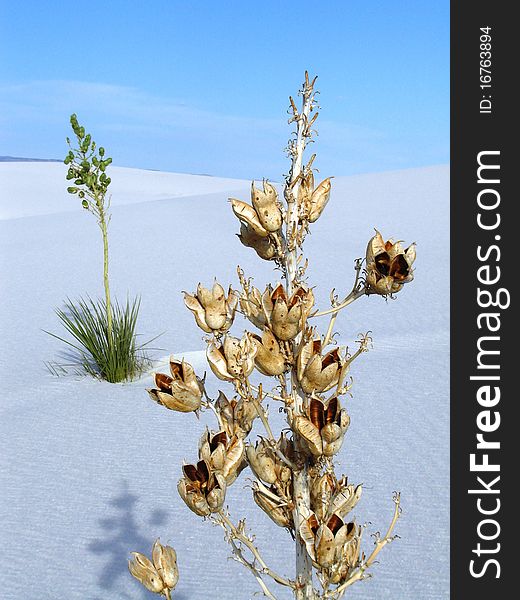 White Sands flowers and plants