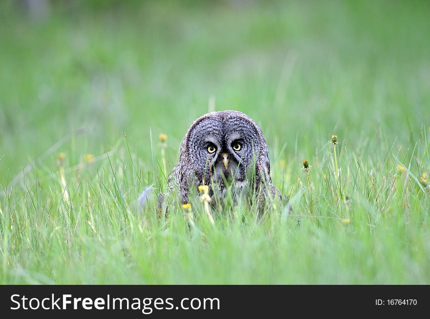 Great grey owl sitting on prey in grassy fields. Great grey owl sitting on prey in grassy fields