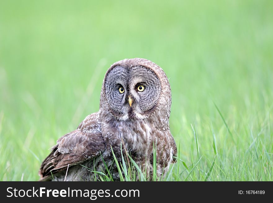 Great Grey Owl Portrait