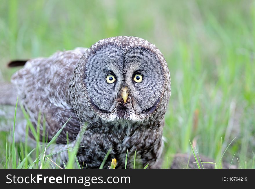 An up-close photo of an adult great grey owl. An up-close photo of an adult great grey owl