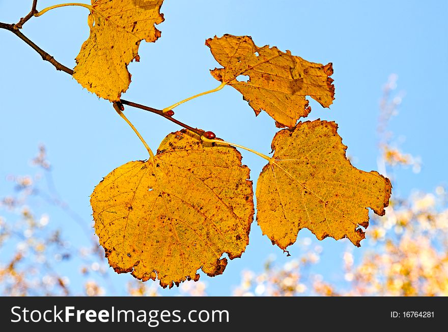 The yellowed foliage of a aspen is photographed close-up
