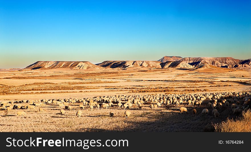 Rural landscape with flock of sheep in the desert