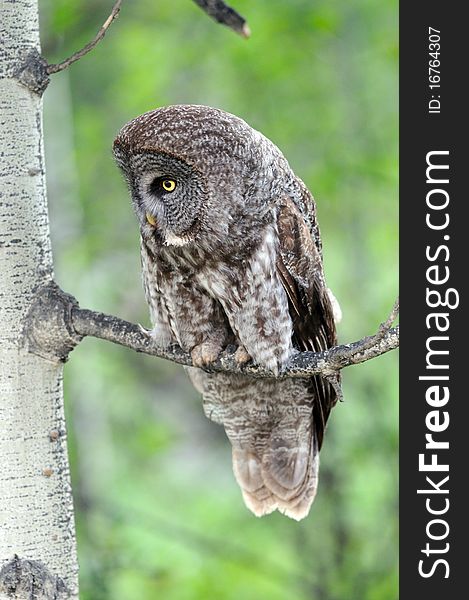 Great grey owl perched in the trees looking for prey, Alberta, Canada