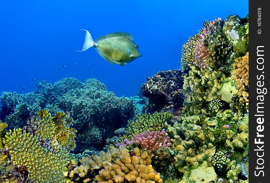 Colourful kind of a landscape under water