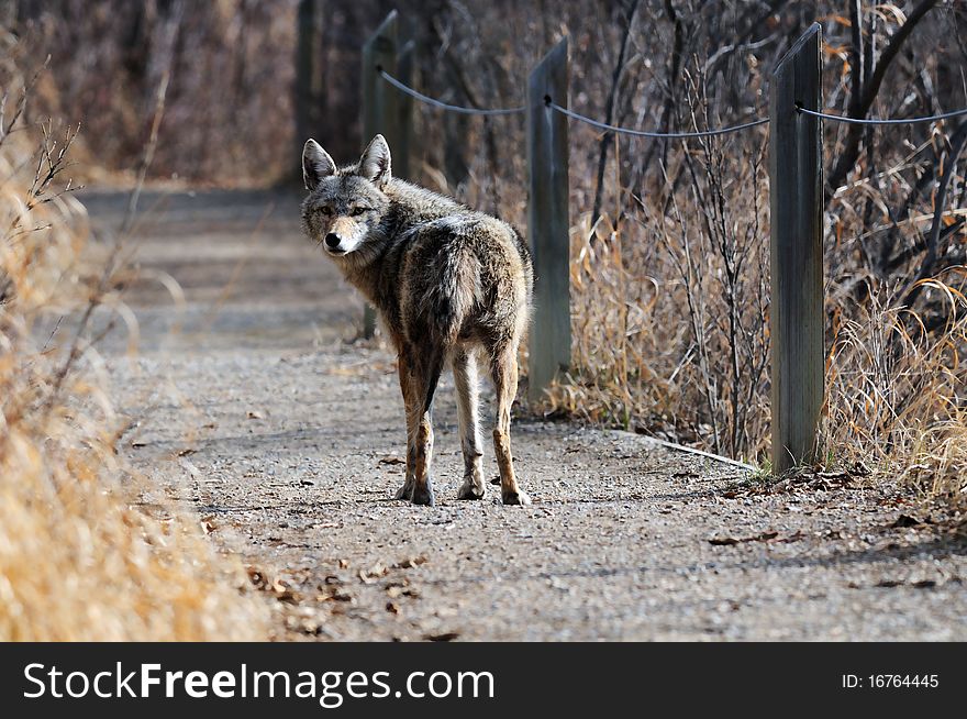 Coyote in Urban Sanctuary, Calgary, Alberta