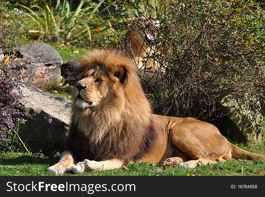 A lion is a male member of the species Panthera leo.