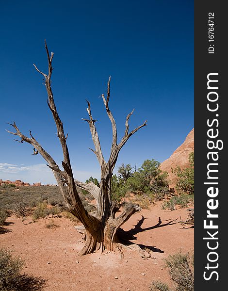 Some wood in Arches National park. Some wood in Arches National park