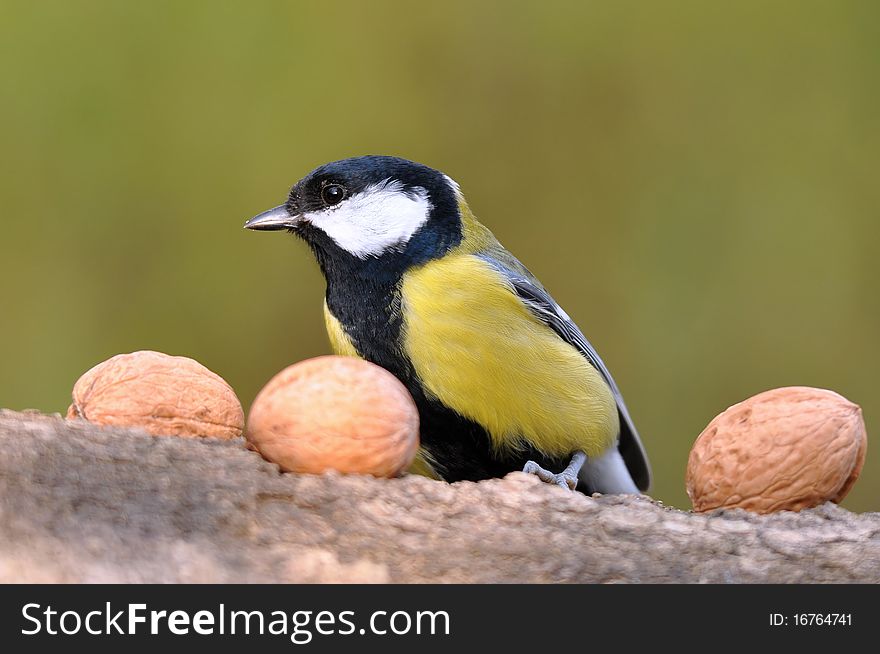 Great Tit With Nuts