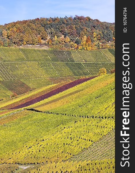 Vineyard in Stuttgart with beautiful colors, the autumn season. Vineyard in Stuttgart with beautiful colors, the autumn season