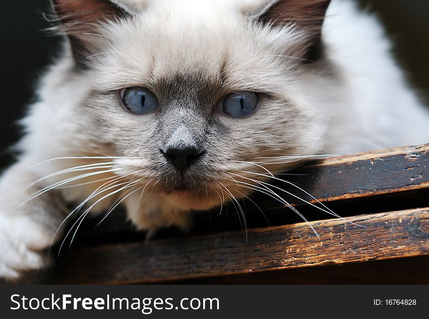 Blue Eyes Ragdoll Cat On Wood