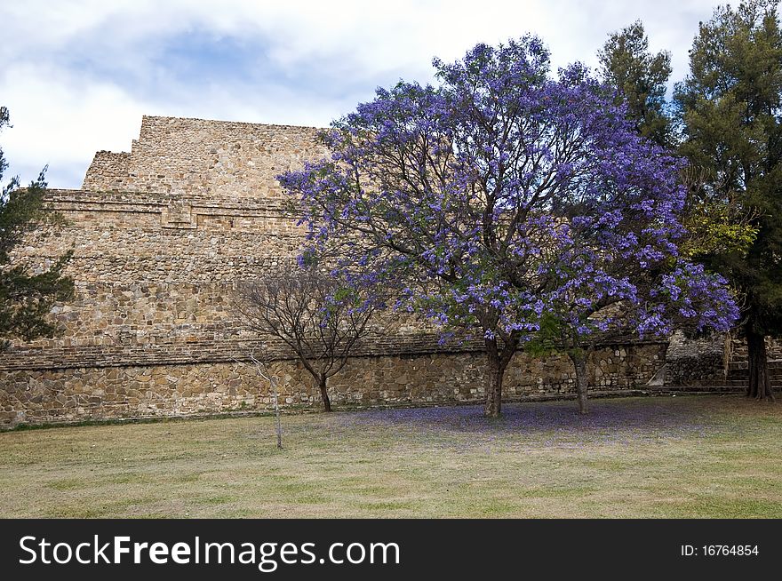 Flowering tree in Monte Alban, Oaxaca, Mexico. Flowering tree in Monte Alban, Oaxaca, Mexico