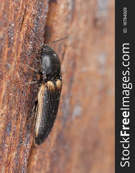 Click beetle on wood. Macro photo.