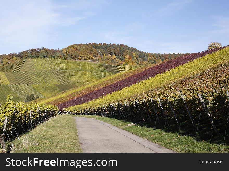 Vineyard and a long way , the autumn season. Vineyard and a long way , the autumn season