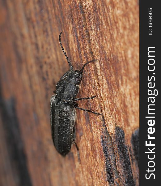 Black spruce borer (Asemum striatum) on wood.