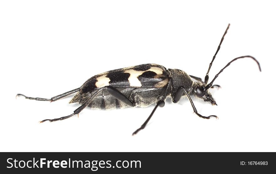 Three-banded long-horn beetle (Judolia sexmaculata)