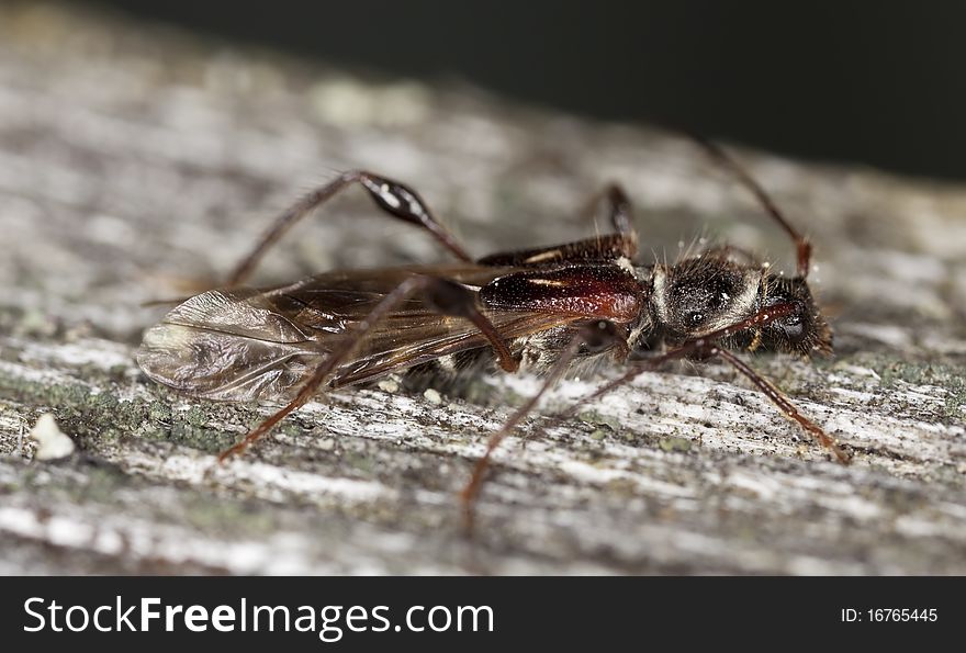 Spruce shortwing beetle (Molorchus minor) Macro photo.