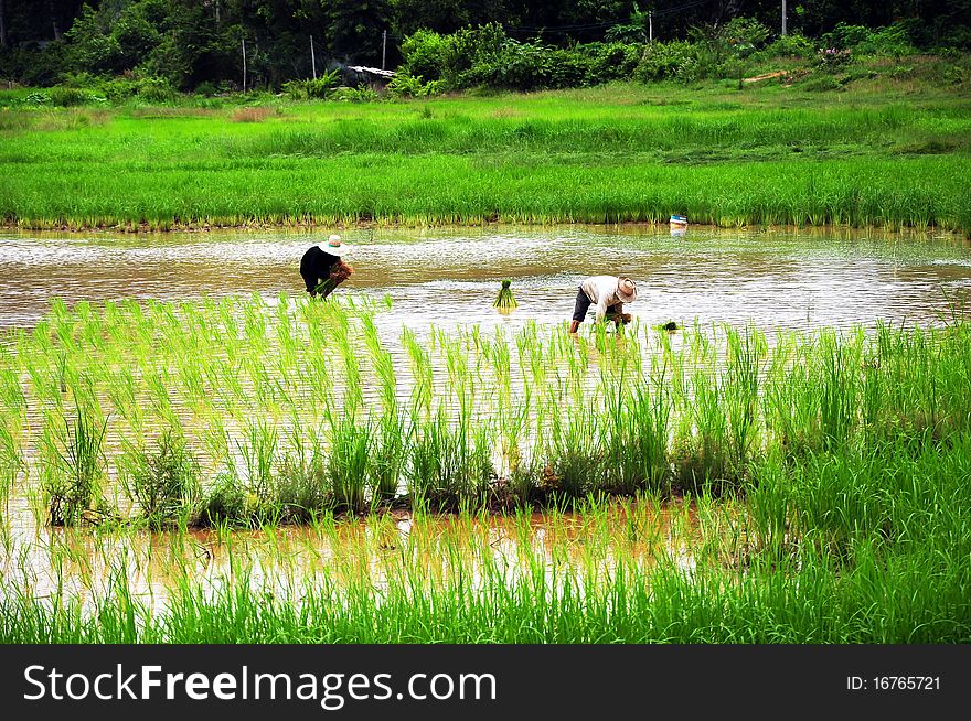 People working in a rice plantation in asia