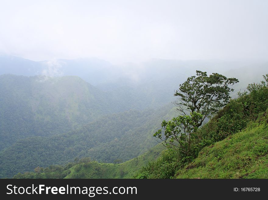 Tree on a mountain slope in a fogy background