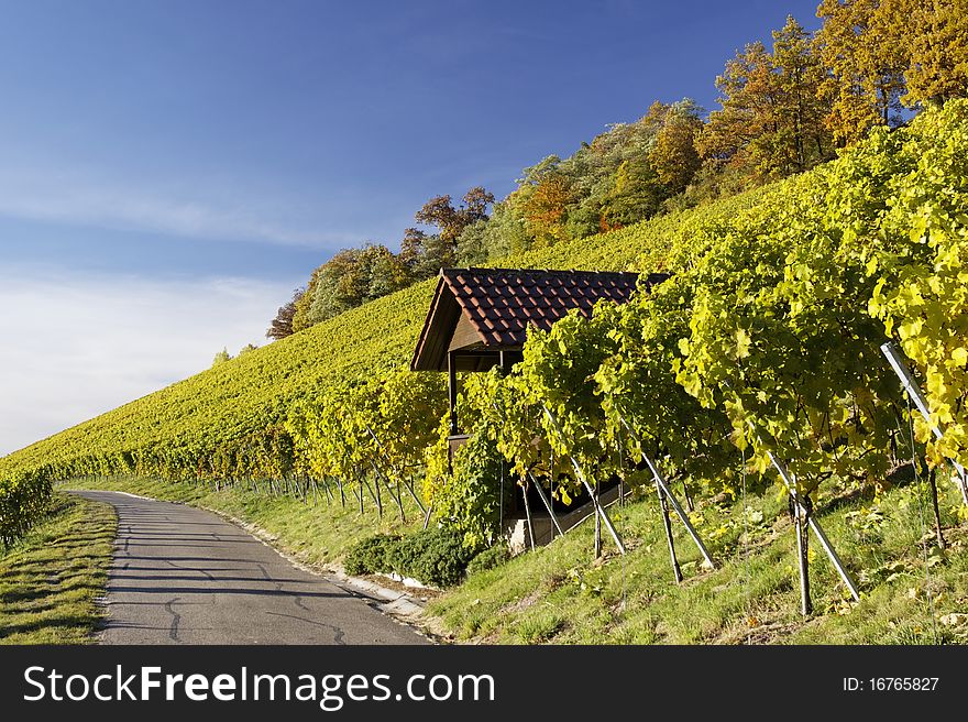 Vineyard and a long way , the autumn season. Vineyard and a long way , the autumn season