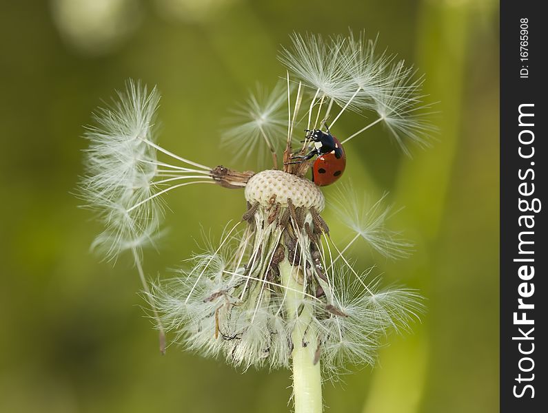 Small ladybug sitting on dandelion. Macro photo. Small ladybug sitting on dandelion. Macro photo