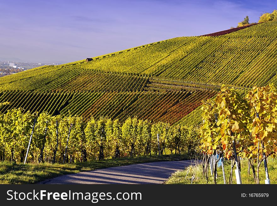 Vineyard and a long way , the autumn season. Vineyard and a long way , the autumn season