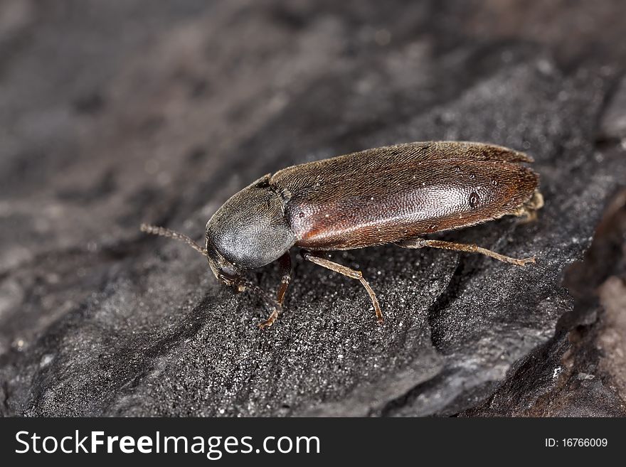 Brown beetle sitting on burnt wood