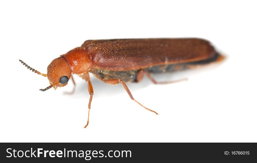 Lymexylid beetle (Hylecoetus dermestoides)